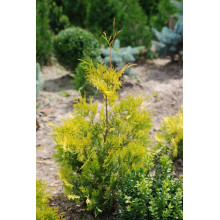 Туя західна Ауресценс | Туя западная Ауресценс | Thuja occidentalis Aurescens