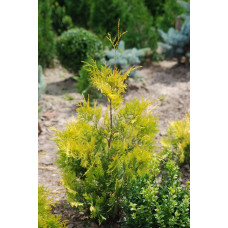 Туя західна Ауресценс | Туя западная Ауресценс | Thuja occidentalis Aurescens