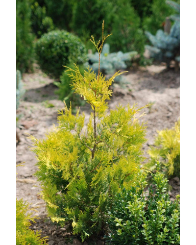 Туя західна Ауресценс | Туя западная Ауресценс | Thuja occidentalis Aurescens