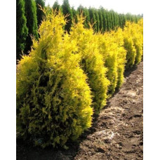 Туя західна Ауресценс | Туя западная Ауресценс | Thuja occidentalis Aurescens