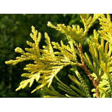 Туя західна Ауресценс | Туя западная Ауресценс | Thuja occidentalis Aurescens