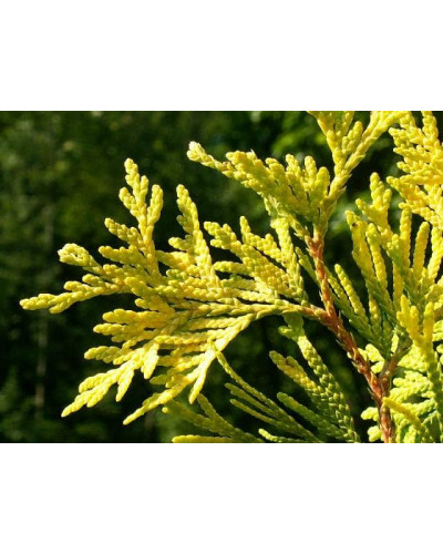 Туя західна Ауресценс | Туя западная Ауресценс | Thuja occidentalis Aurescens