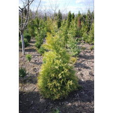 Туя західна Ауресценс | Туя западная Ауресценс | Thuja occidentalis Aurescens