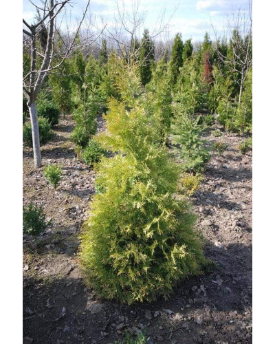 Туя західна Ауресценс | Туя западная Ауресценс | Thuja occidentalis Aurescens