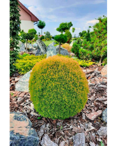 Туя західна Аннієк ® | Туя западная Анниек ® | Thuja occidentalis Anniek ®