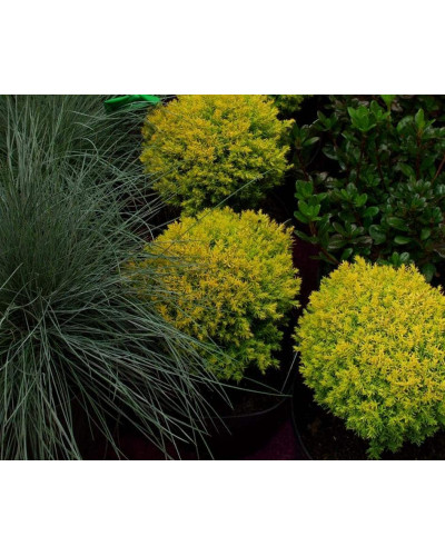 Туя західна Аннієк ® | Туя западная Анниек ® | Thuja occidentalis Anniek ®