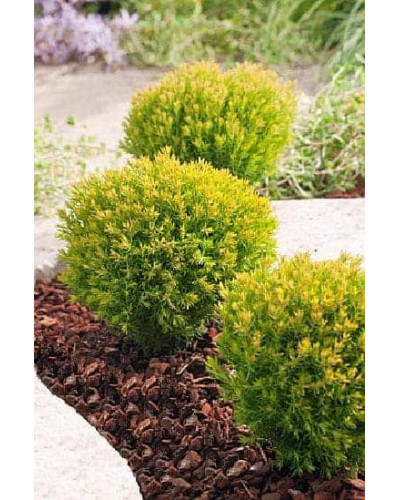 Туя західна Аннієк ® | Туя западная Анниек ® | Thuja occidentalis Anniek ®