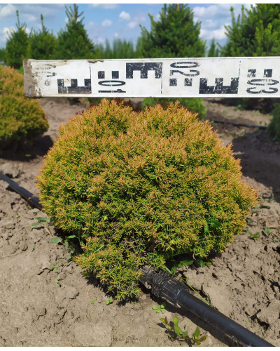 Туя західна Аннієк ® | Туя западная Анниек ® | Thuja occidentalis Anniek ®