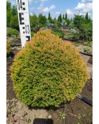 Туя західна Аннієк ® | Туя западная Анниек ® | Thuja occidentalis Anniek ®