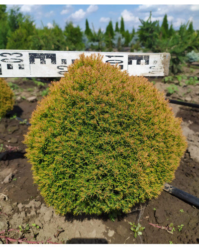 Туя західна Аннієк ® | Туя западная Анниек ® | Thuja occidentalis Anniek ®
