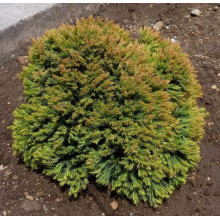 Туя західна Аннієк ® | Туя западная Анниек ® | Thuja occidentalis Anniek ®