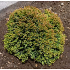 Туя західна Аннієк ® | Туя западная Анниек ® | Thuja occidentalis Anniek ®