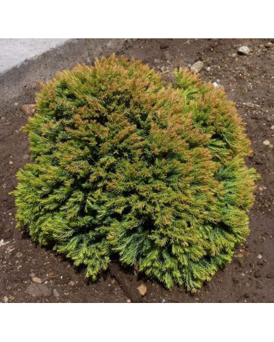 Туя західна Аннієк ® | Туя западная Анниек ® | Thuja occidentalis Anniek ®