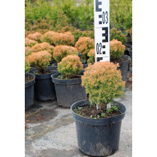 Туя західна Аннієк ® | Туя западная Анниек ® | Thuja occidentalis Anniek ®