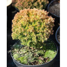 Туя західна Аннієк ® | Туя западная Анниек ® | Thuja occidentalis Anniek ®