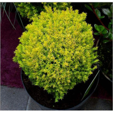 Туя західна Аннієк ® | Туя западная Анниек ® | Thuja occidentalis Anniek ®