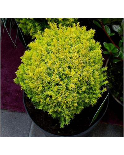 Туя західна Аннієк ® | Туя западная Анниек ® | Thuja occidentalis Anniek ®