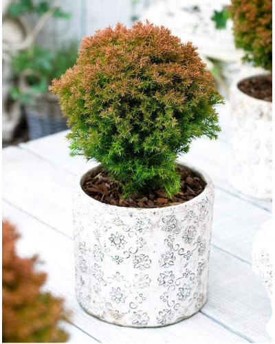 Туя західна Аннієк ® | Туя западная Анниек ® | Thuja occidentalis Anniek ®