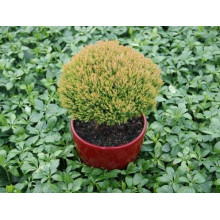 Туя західна Аннієк ® | Туя западная Анниек ® | Thuja occidentalis Anniek ®