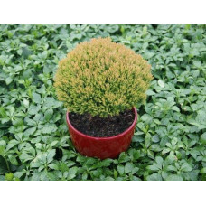Туя західна Аннієк ® | Туя западная Анниек ® | Thuja occidentalis Anniek ®