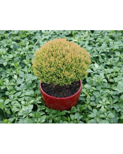 Туя західна Аннієк ® | Туя западная Анниек ® | Thuja occidentalis Anniek ®