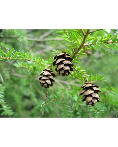 Тсуга канадська | Тсуга канадская | Tsuga canadensis