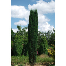 Тис ягідний Фастігіата Робуста | Тис ягодный Фастигиата Робуста | Taxus baccata Fastigiata Robusta