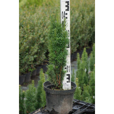 Тис ягідний Фастігіата Робуста | Тис ягодный Фастигиата Робуста | Taxus baccata Fastigiata Robusta