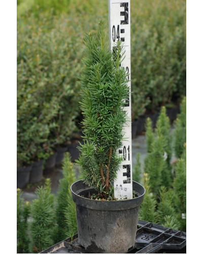 Тис ягідний Фастігіата Робуста | Тис ягодный Фастигиата Робуста | Taxus baccata Fastigiata Robusta