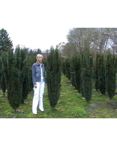 Тис ягідний Фастігіата Робуста | Тис ягодный Фастигиата Робуста | Taxus baccata Fastigiata Robusta
