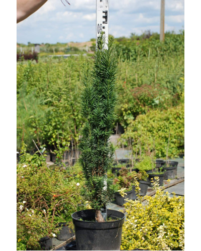 Тис ягідний Фастігіата Робуста | Тис ягодный Фастигиата Робуста | Taxus baccata Fastigiata Robusta