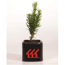 Тис ягідний Фастігіата Робуста | Тис ягодный Фастигиата Робуста | Taxus baccata Fastigiata Robusta