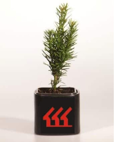 Тис ягідний Фастігіата Робуста | Тис ягодный Фастигиата Робуста | Taxus baccata Fastigiata Robusta