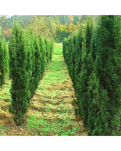 Тис ягідний Фастігіата Робуста | Тис ягодный Фастигиата Робуста | Taxus baccata Fastigiata Robusta