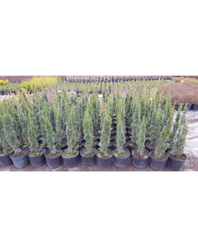 Тис ягідний Фастігіата Робуста | Тис ягодный Фастигиата Робуста | Taxus baccata Fastigiata Robusta