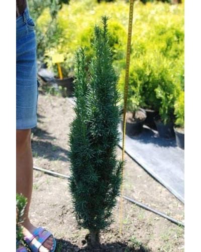 Тис ягідний Фастігіата Робуста | Тис ягодный Фастигиата Робуста | Taxus baccata Fastigiata Robusta