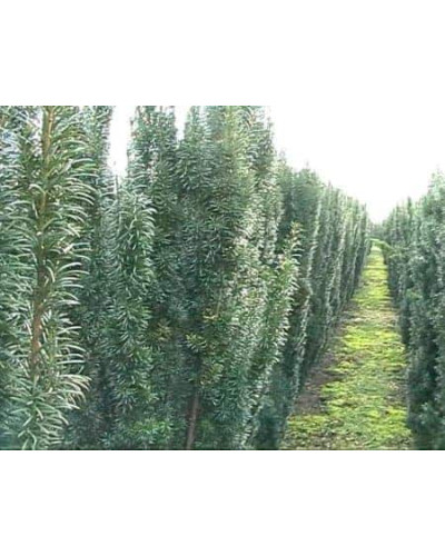 Тис ягідний Фастігіата Робуста | Тис ягодный Фастигиата Робуста | Taxus baccata Fastigiata Robusta