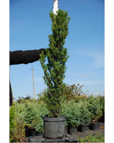 Тис ягідний Фастігіата Робуста | Тис ягодный Фастигиата Робуста | Taxus baccata Fastigiata Robusta