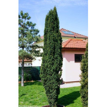 Тис ягідний Фастігіата Робуста | Тис ягодный Фастигиата Робуста | Taxus baccata Fastigiata Robusta