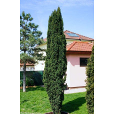 Тис ягідний Фастігіата Робуста | Тис ягодный Фастигиата Робуста | Taxus baccata Fastigiata Robusta
