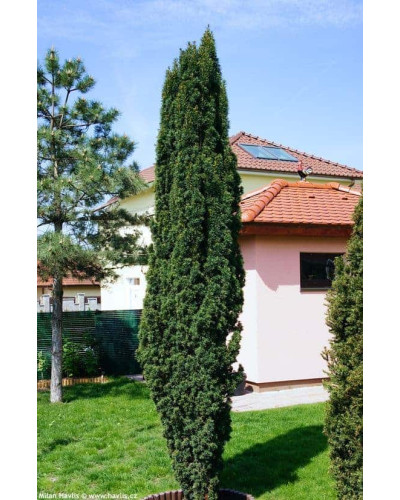 Тис ягідний Фастігіата Робуста | Тис ягодный Фастигиата Робуста | Taxus baccata Fastigiata Robusta
