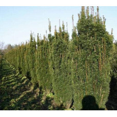 Тис ягідний Фастігіата Робуста | Тис ягодный Фастигиата Робуста | Taxus baccata Fastigiata Robusta
