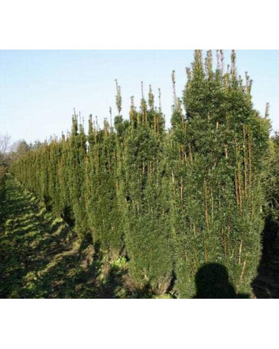 Тис ягідний Фастігіата Робуста | Тис ягодный Фастигиата Робуста | Taxus baccata Fastigiata Robusta