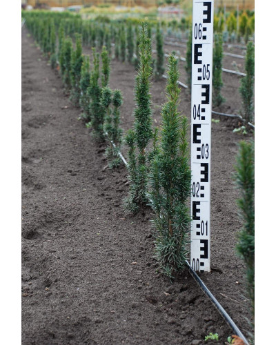 Тис ягідний Фастігіата Робуста | Тис ягодный Фастигиата Робуста | Taxus baccata Fastigiata Robusta