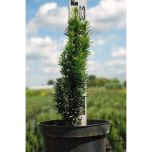 Тис ягідний Фастігіата Робуста | Тис ягодный Фастигиата Робуста | Taxus baccata Fastigiata Robusta