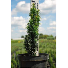 Тис ягідний Фастігіата Робуста | Тис ягодный Фастигиата Робуста | Taxus baccata Fastigiata Robusta