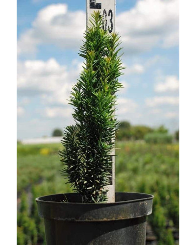 Тис ягідний Фастігіата Робуста | Тис ягодный Фастигиата Робуста | Taxus baccata Fastigiata Robusta