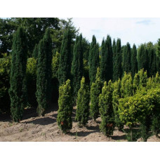 Тис ягідний Фастігіата Робуста | Тис ягодный Фастигиата Робуста | Taxus baccata Fastigiata Robusta
