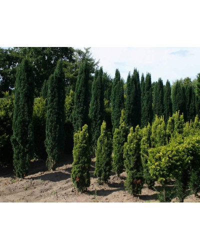 Тис ягідний Фастігіата Робуста | Тис ягодный Фастигиата Робуста | Taxus baccata Fastigiata Robusta
