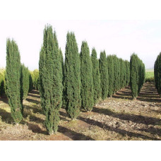 Тис ягідний Фастігіата Робуста | Тис ягодный Фастигиата Робуста | Taxus baccata Fastigiata Robusta